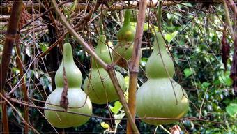 看吃葫芦瓜的视频怎么拍