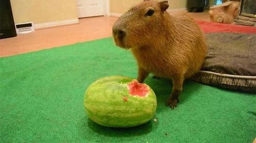 水豚吃瓜最快的视频,瓜果飘香一扫光！