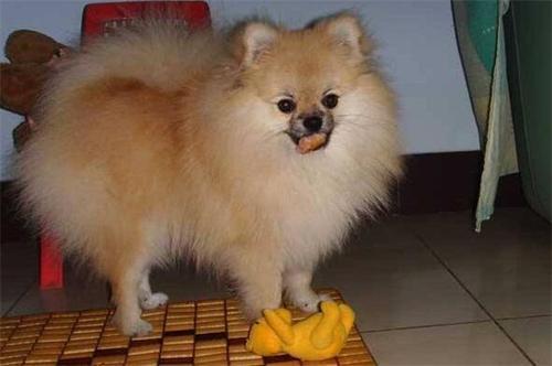 博美可以吃牛角瓜吗视频,揭秘牛角瓜的适宜性