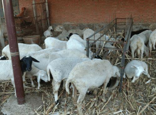 羊吃角瓜好吗有毒吗视频,羊吃角瓜安全吗？揭秘其毒性真相