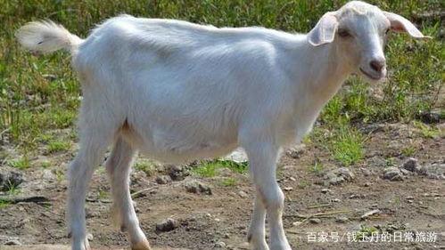 羊吃角瓜好吗有毒吗视频,羊吃角瓜安全吗？揭秘其毒性真相