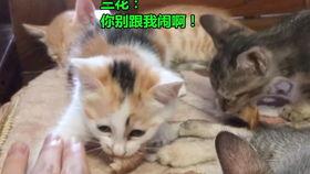 是叶小喵啦吃瓜视频,揭秘娱乐圈幕后故事