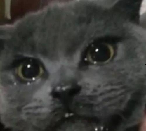 是叶小喵啦吃瓜视频,揭秘娱乐圈幕后故事