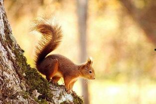 松鼠可以吃土瓜吗视频,揭秘土瓜在它们食谱中的地位