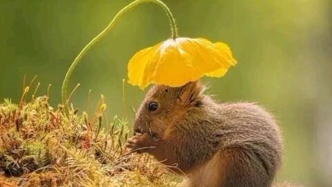 松鼠可以吃土瓜吗视频,揭秘土瓜在它们食谱中的地位