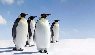 两只企鹅吃瓜的故事视频,一场欢乐的夏日盛宴