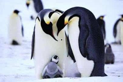 两只企鹅吃瓜的故事视频,一场欢乐的夏日盛宴