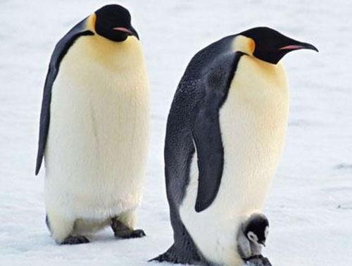 两只企鹅吃瓜的故事视频,一场欢乐的夏日盛宴