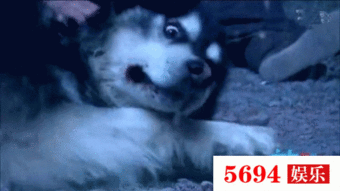 男子和狗吃瓜视频,吃瓜视频萌态十足