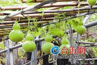 出苗的葫芦瓜可以吃吗视频,揭秘新鲜采摘的口感魅力