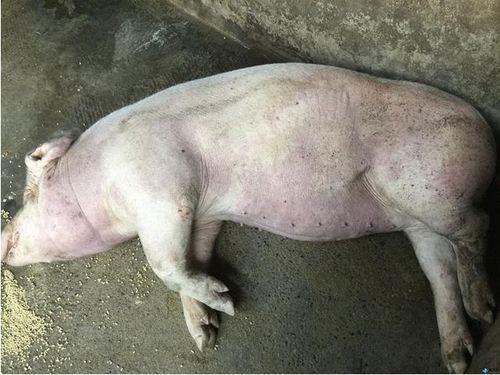 给猪吃瓜会生病吗视频播放,视频揭示惊人真相