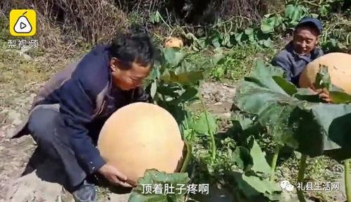 甘肃陇南吃瓜事件视频